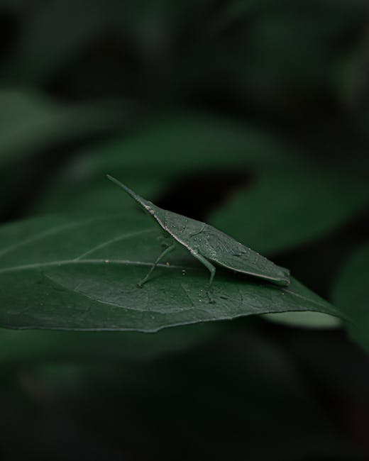 Close-up of a green grasshopper perched on a large, dark green leaf with visible veins, set against blurred foliage background. The grasshopper has a slender body, long hind legs, and antennae, blendi