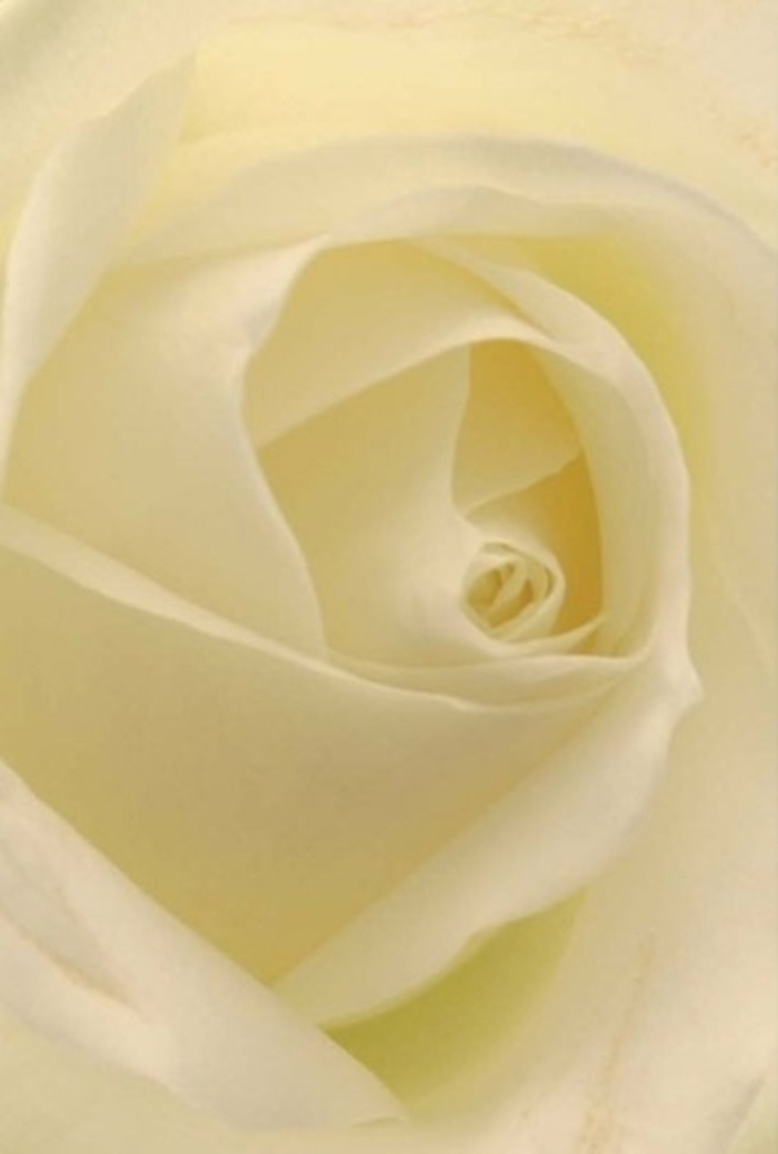 Gazing closely at this classic white rose, you are drawn into the tranquil world that Flowers Hounslow brings to life with every bouquet. The petals display a seamless blend of gentle whites and creamy tones, their formation a study in both precision and artistic intuition. Soft, diffused daylight illuminates the bloom, creating a luminous effect as if the flower itself glows above a shadowed leaf. The matte, creamy surface of each petal feels almost tangible, suggesting the fine touch of an experienced florist on Bath Road. This rose radiates calm dignity, whether used as a centrepiece for an elegant wedding, a sincere apology, or a gesture of sympathy sent across Hounslow West. The arrangement's flawless spiral core speaks of quiet resilience and purity, while fleeting variations in colour and gentle shadows add a layer of subtle sophistication. There is an unspoken fragrance-clean and serene-that floats in the air, infusing the scene with comfort and understated grace. Every detail, from the arrangement to the hues, reflects Hounslow's unique sense of community and dedication to thoughtful floral artistry for any meaningful occasion.
